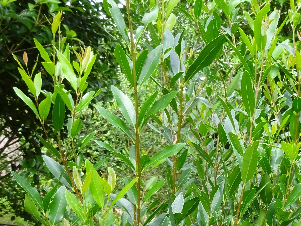 Phillyrea x emporitana (Oleaceae)